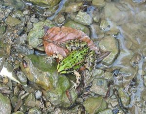 Seefrosch