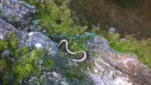 Blindschleiche