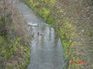 Wildenten
