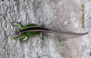 Zauneidechse