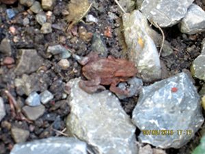 kleiner Springfrosch